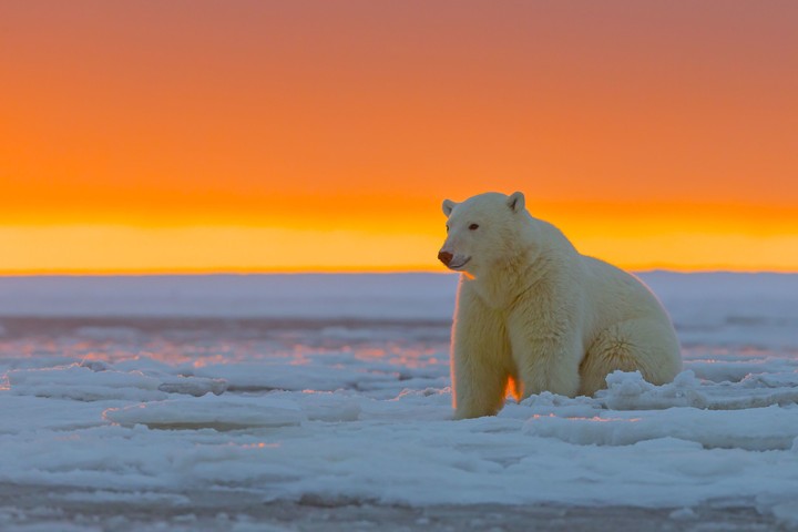 urso