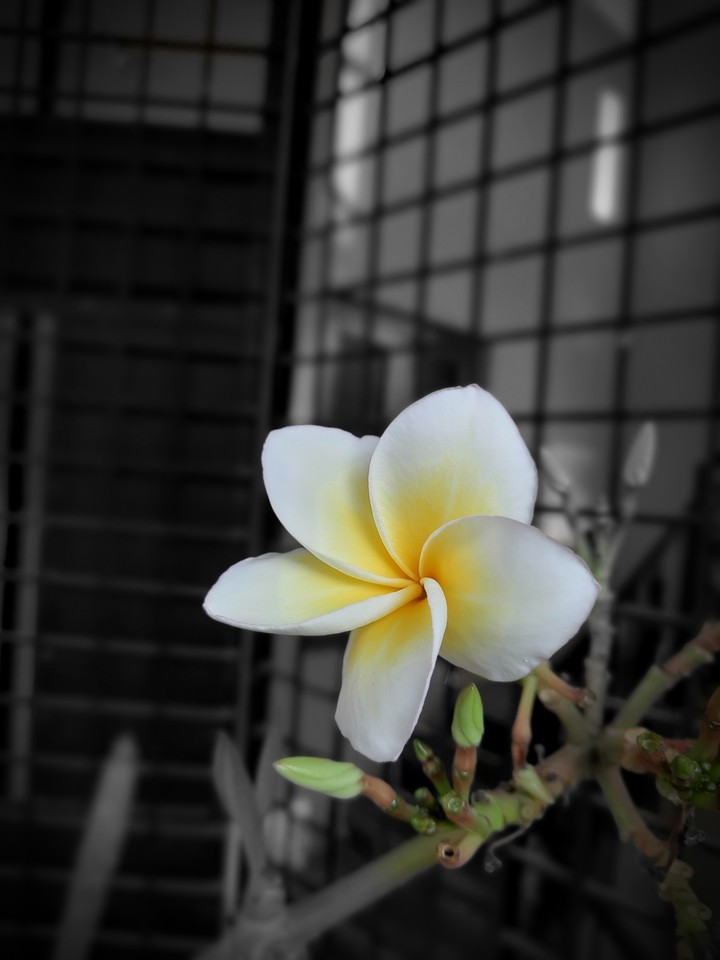 Flower..