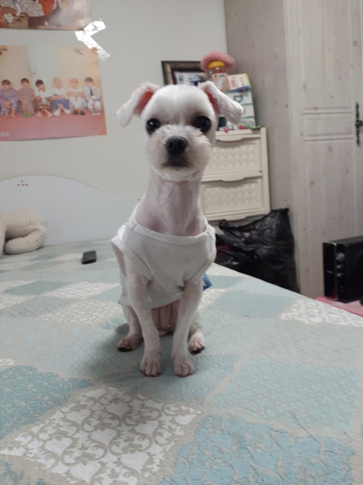 저희 강아지를 소개합니다 종은 말티즈고요 이름은 하니 여자 입니다