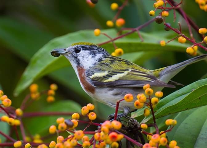Bird