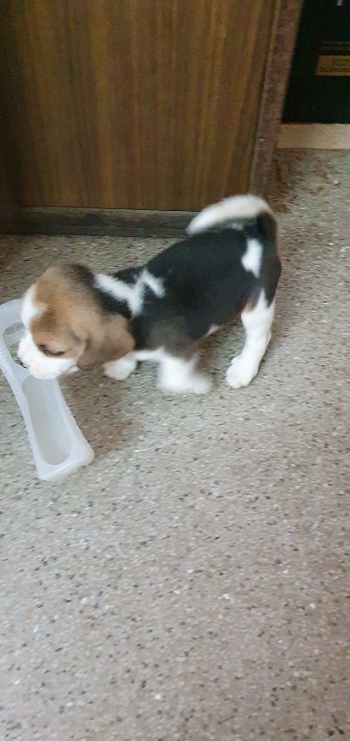 my beagle