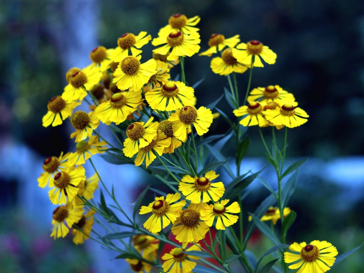 Yellow flowers