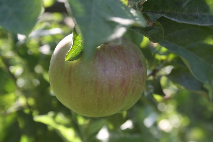 Apple