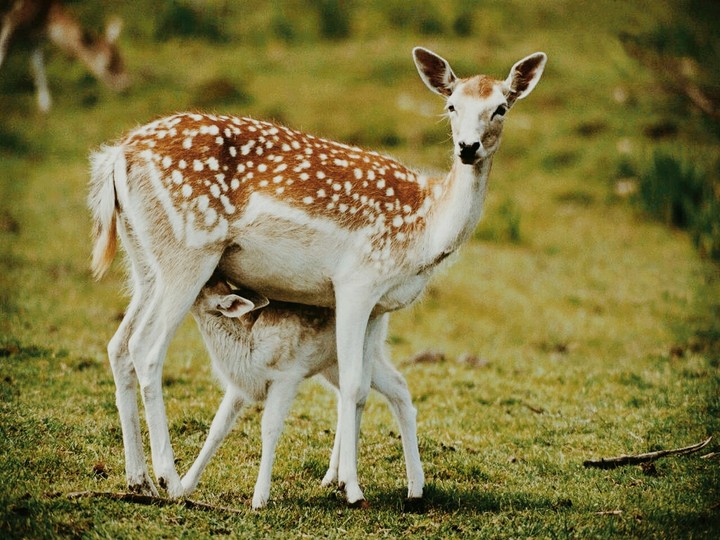 deer