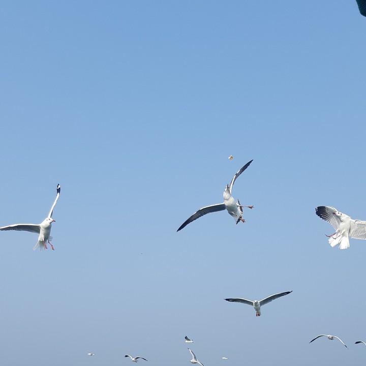 ? bird