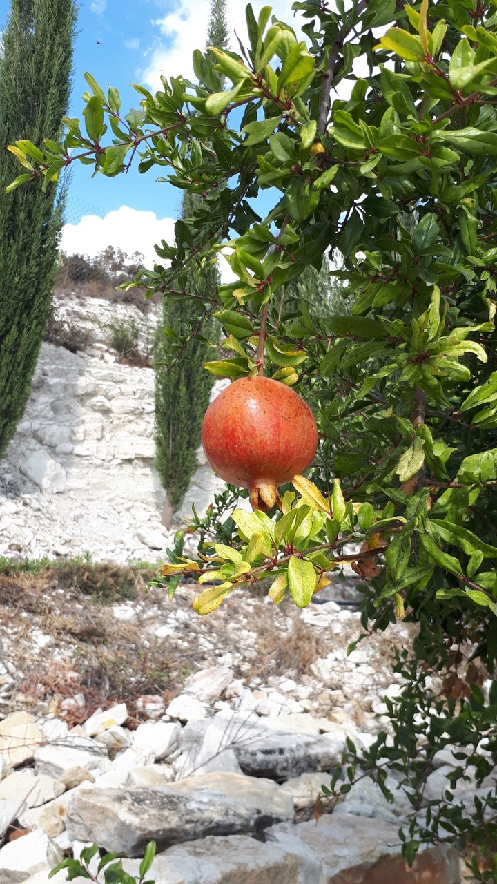 Cyprus
