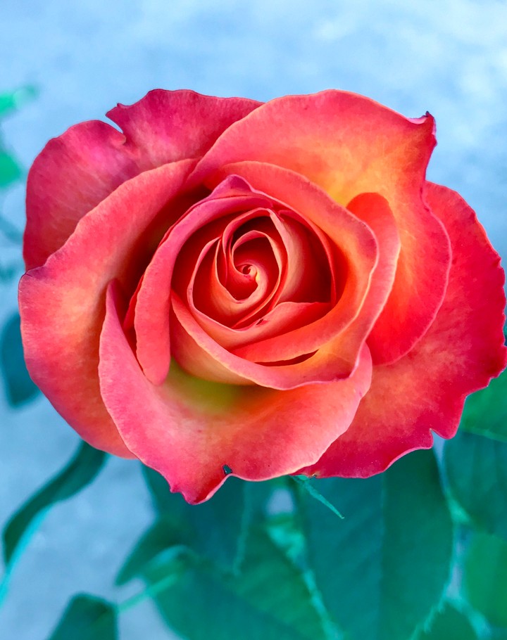Rose