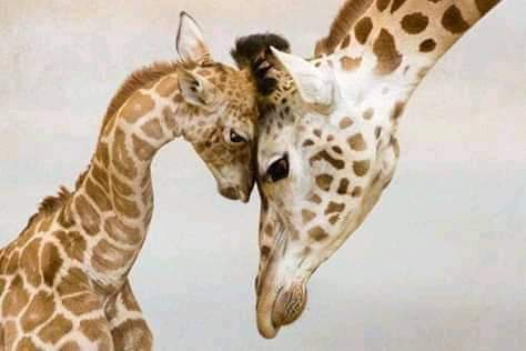 Te Quiero