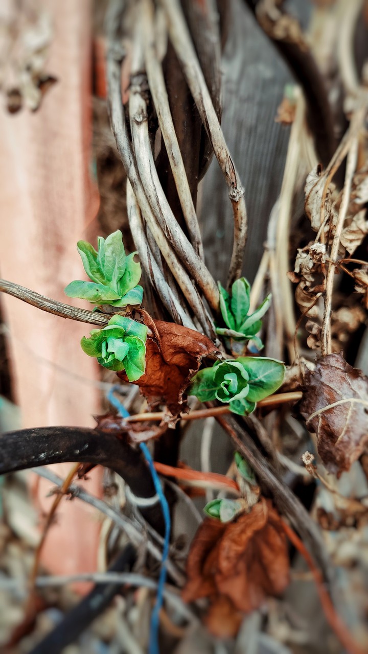 Spring. Green sprouts