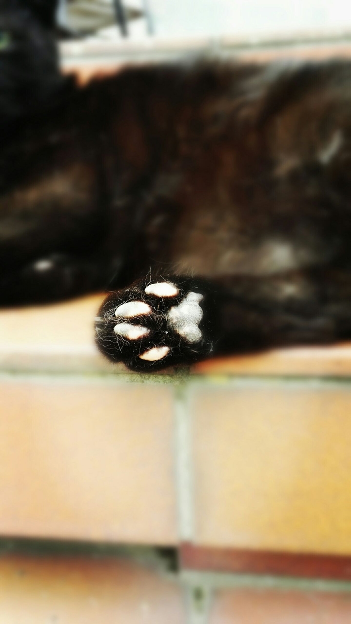 the foot