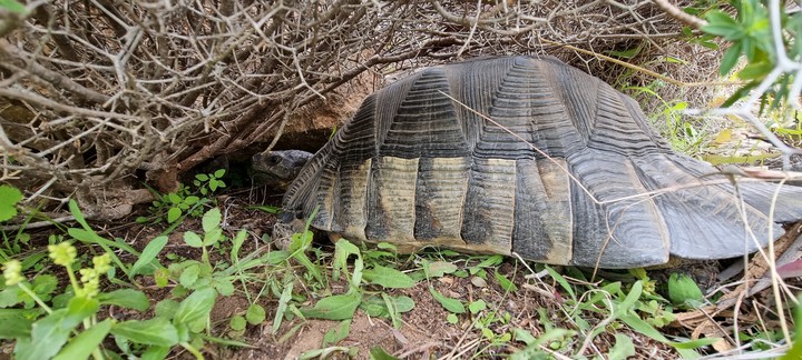 turtle