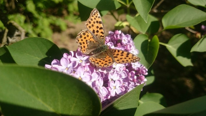 Butterfly