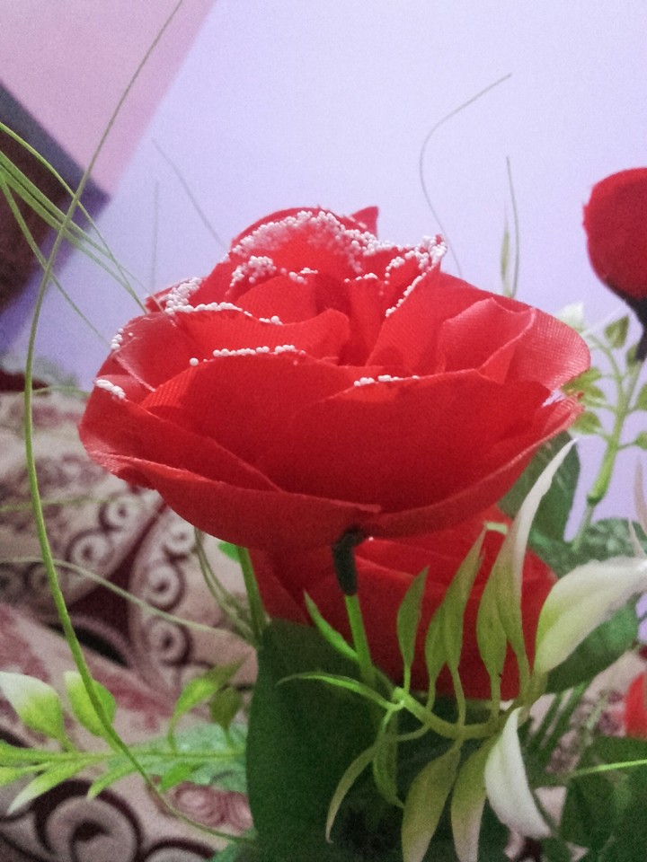 lovely rose