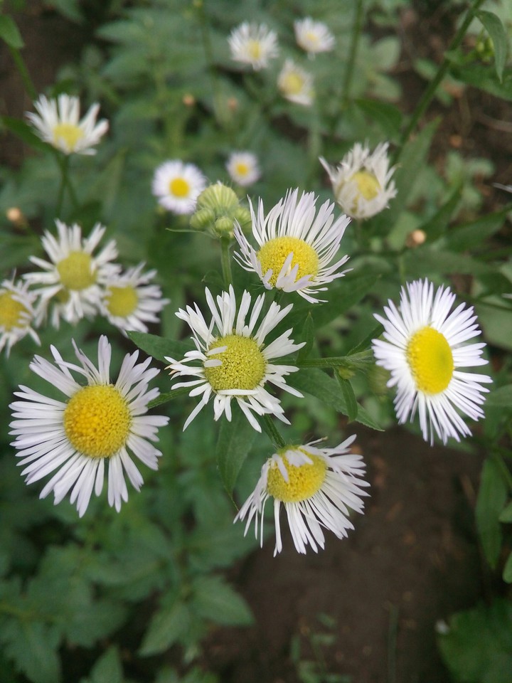 Daisies