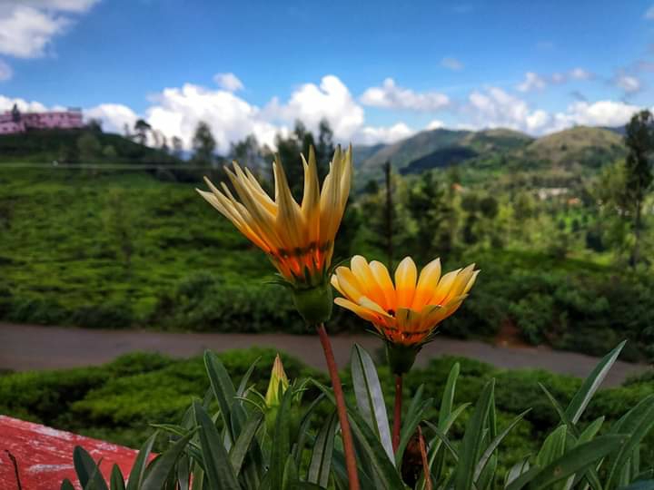 Morning Bloom