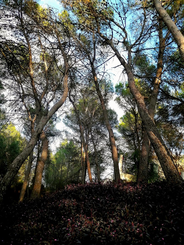 Trees