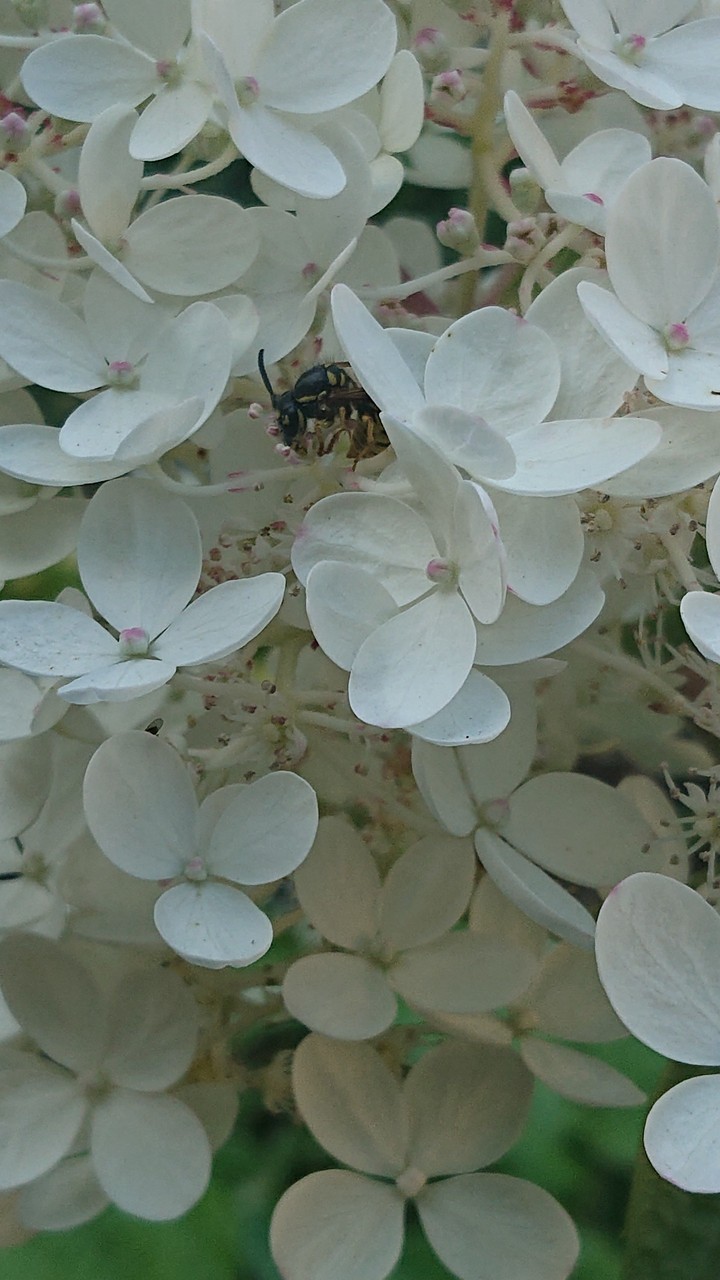 wasp, hydrangea