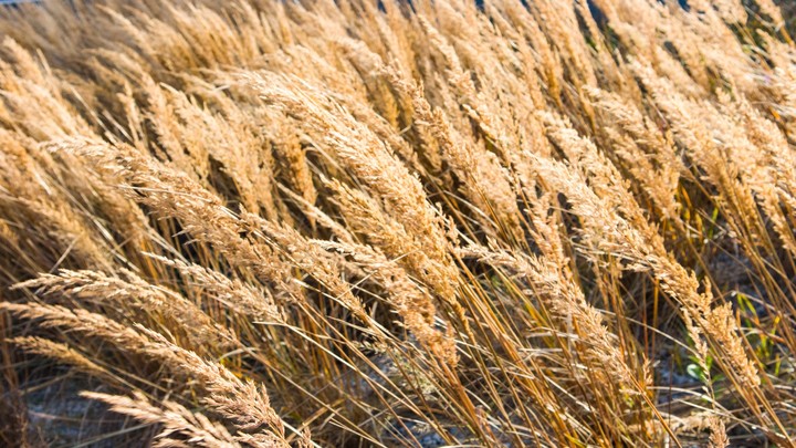 Feld