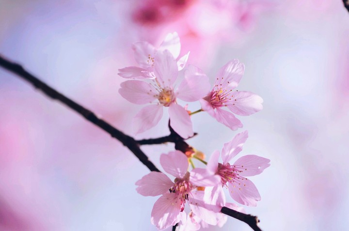 flower .syria