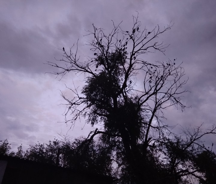 Dark beauty
