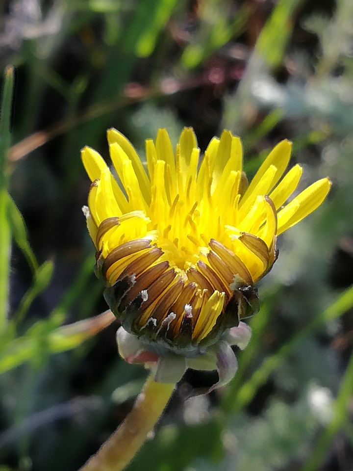 sun