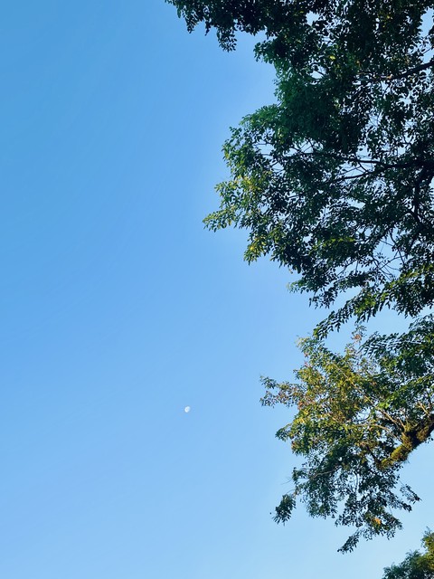 tree, world壁紙