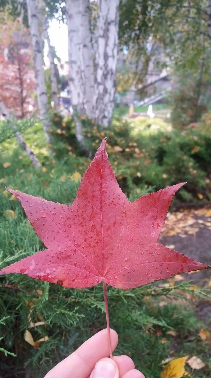 Red leaf