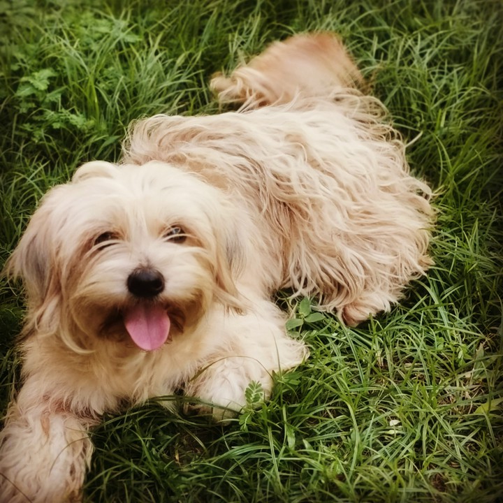 dogs