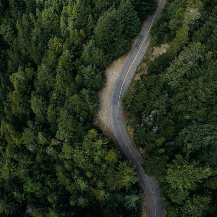 Green Jungle with Gray Road