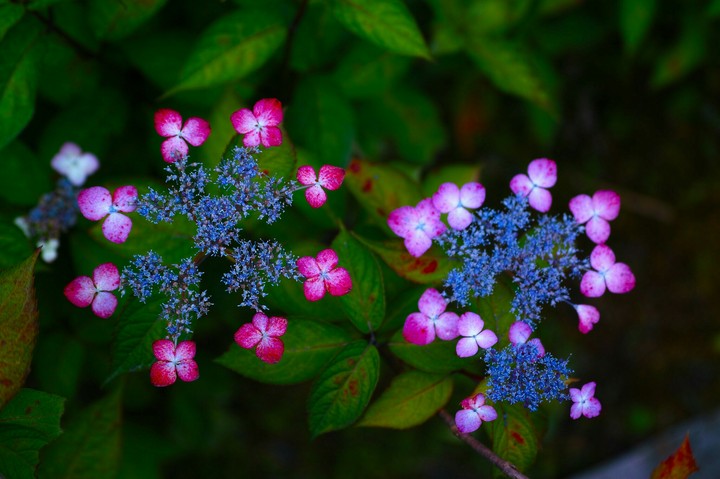 Hydrangea