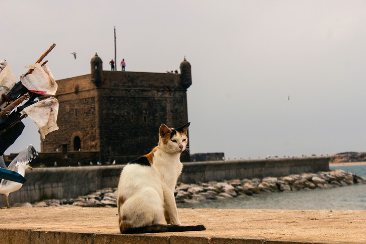 Cat