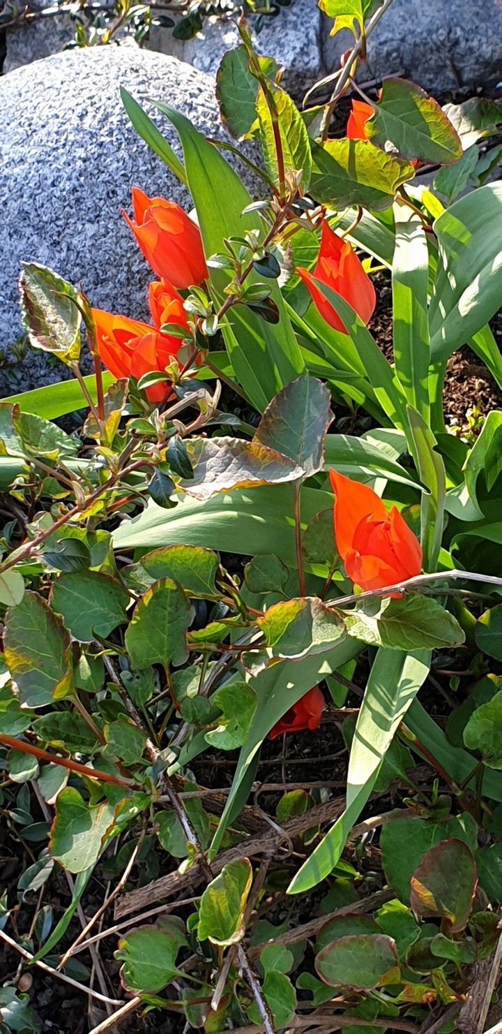 tulips