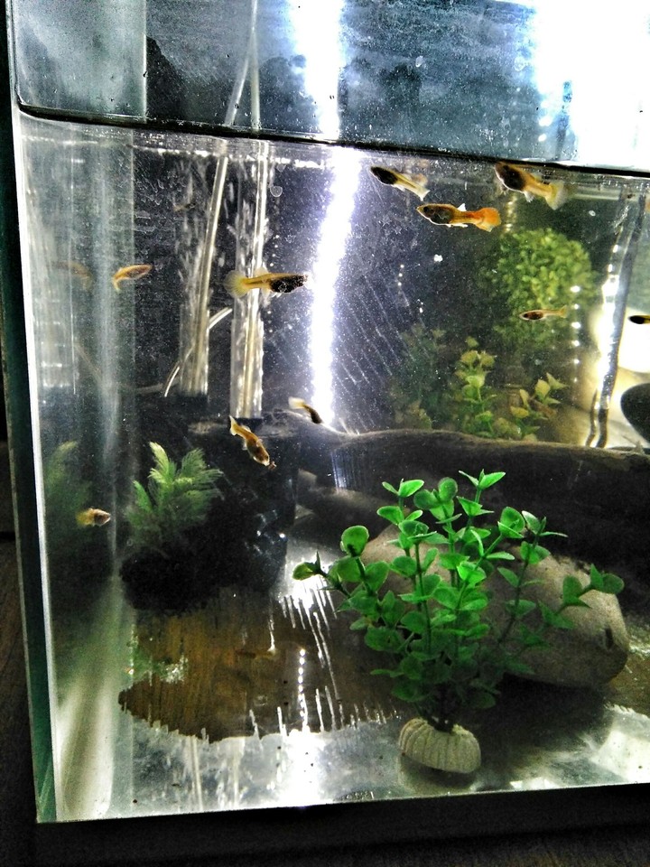 fish life