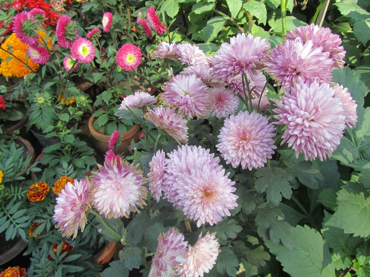 flower