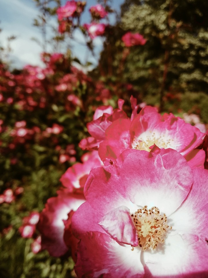 flowers