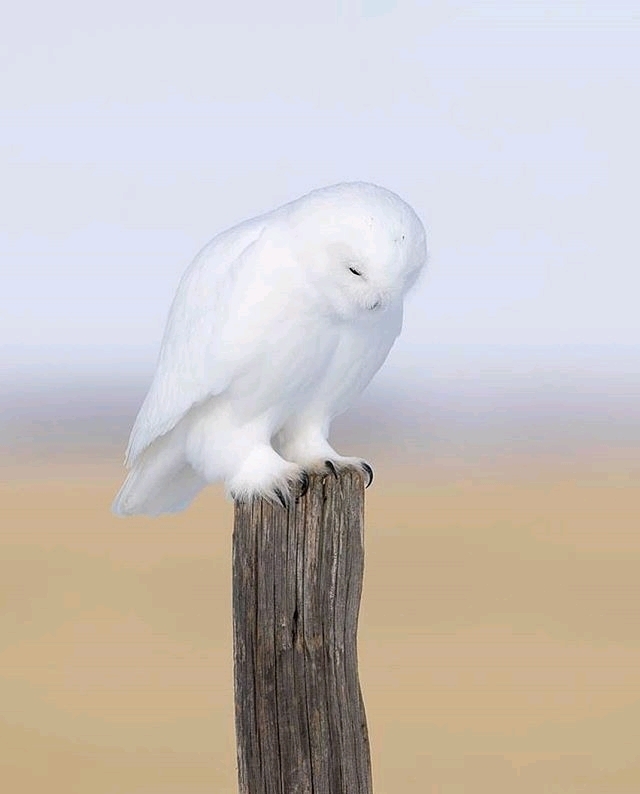 ।