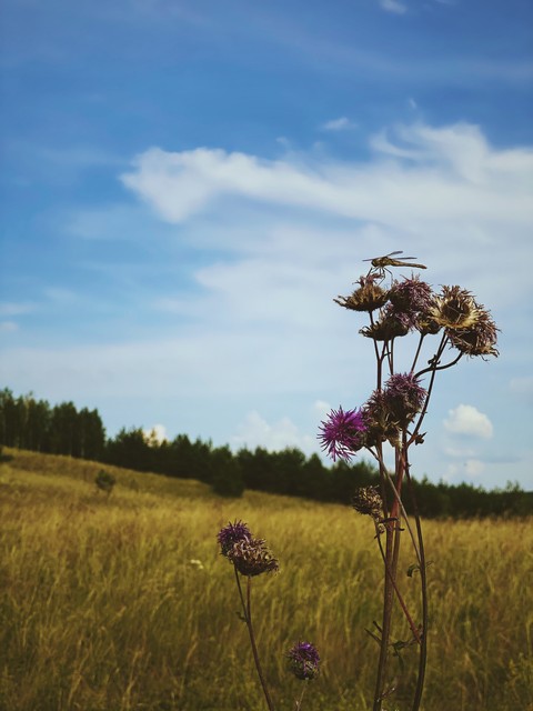 шпалери cloud, landscape