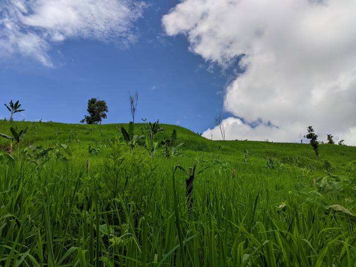 Rice Upland farming