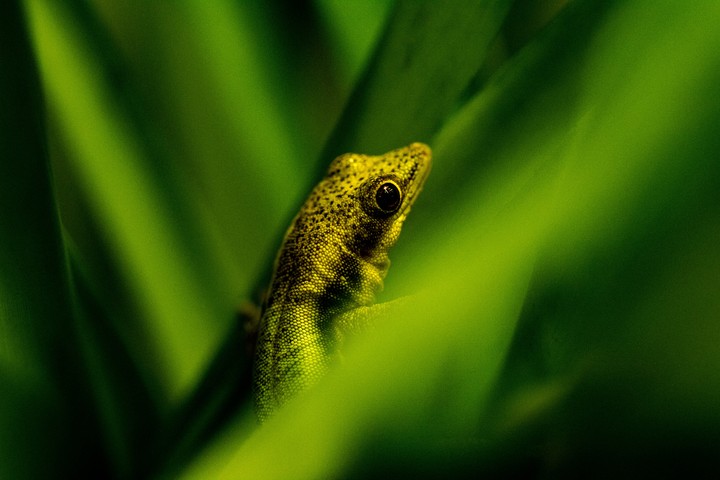 animal