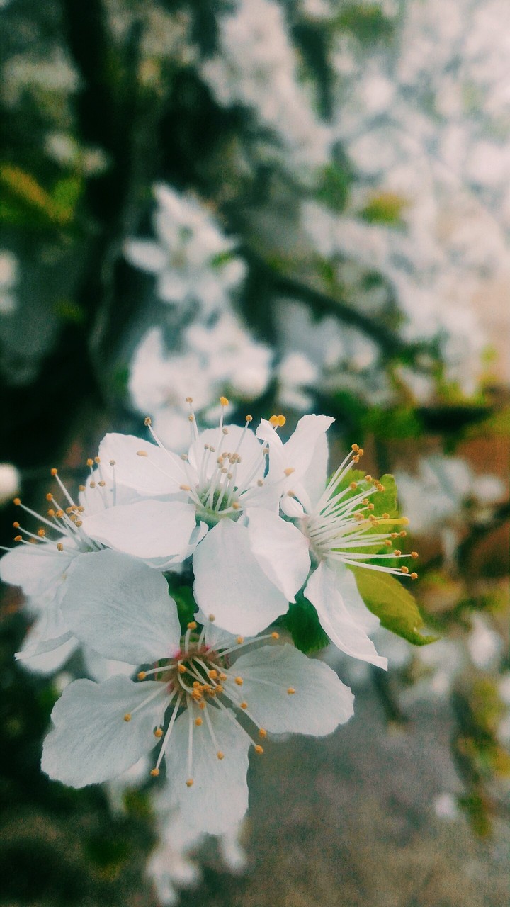 Alive White