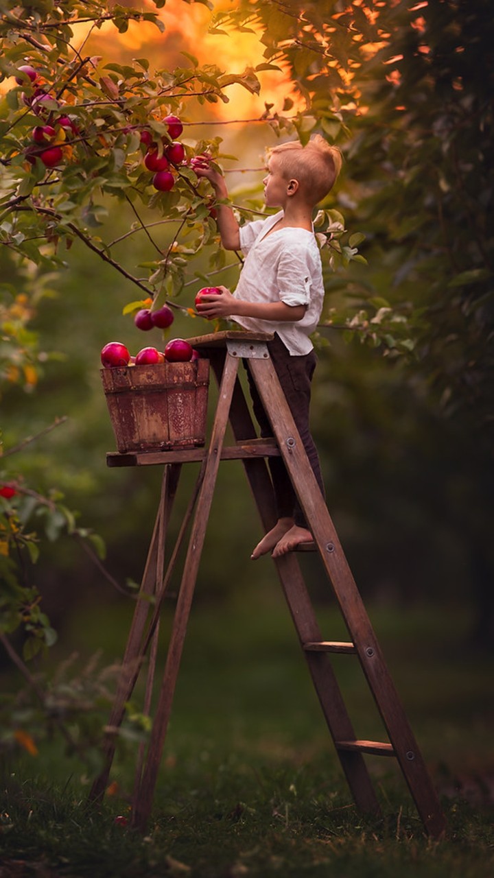 harvest