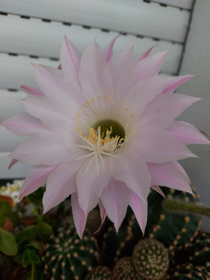 fiori