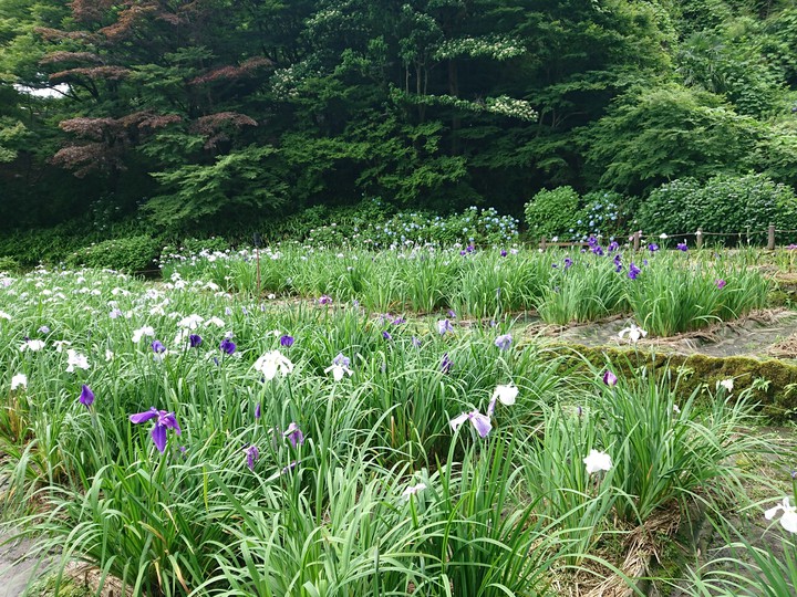 菖蒲園