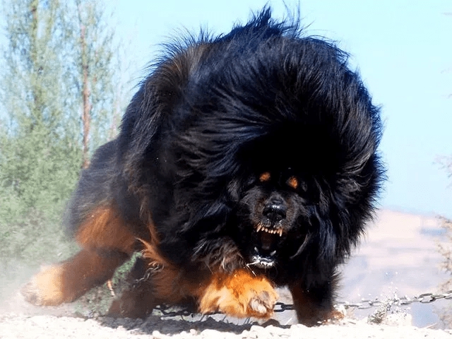 big dog