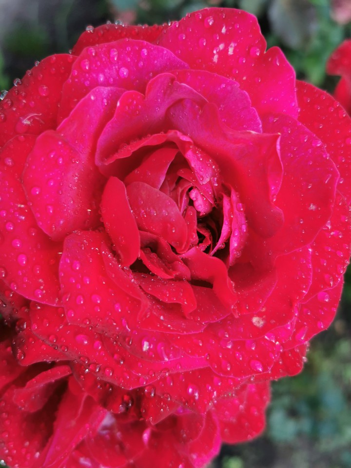 rose after rain
