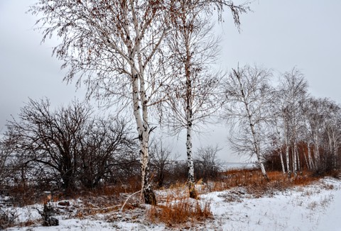 sfondi birch, freezing