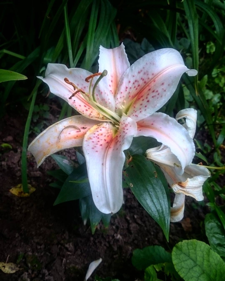Lily