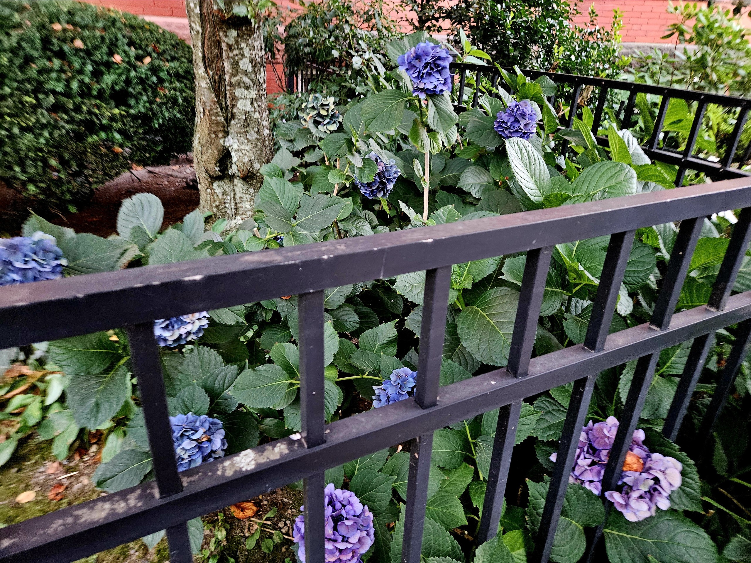 тапети landscaping, purple
