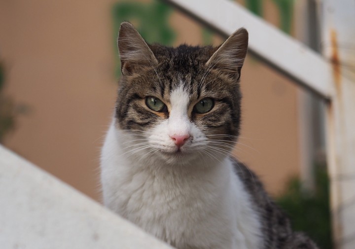 Kedi Cat Sokakkedisi Straycat