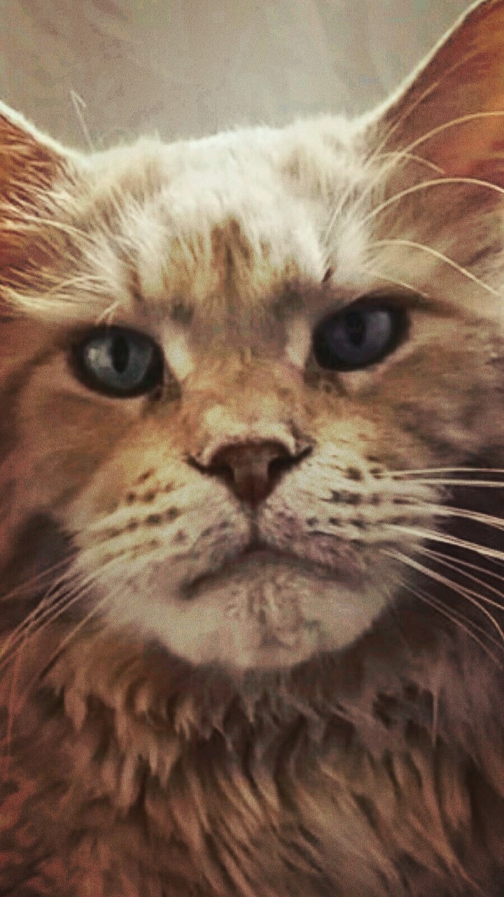Katzen
